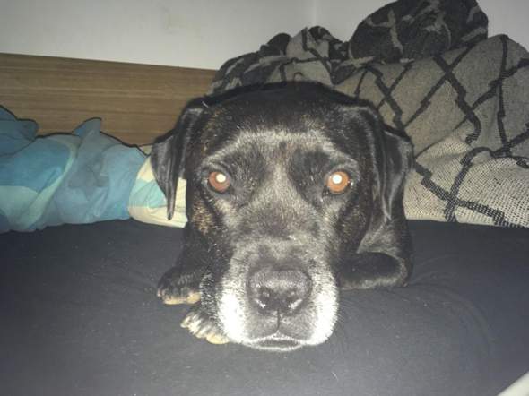 - (Gesundheit, Tierhaltung, Welpen)