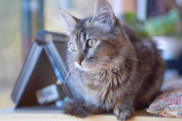 - (Hund, Katze)