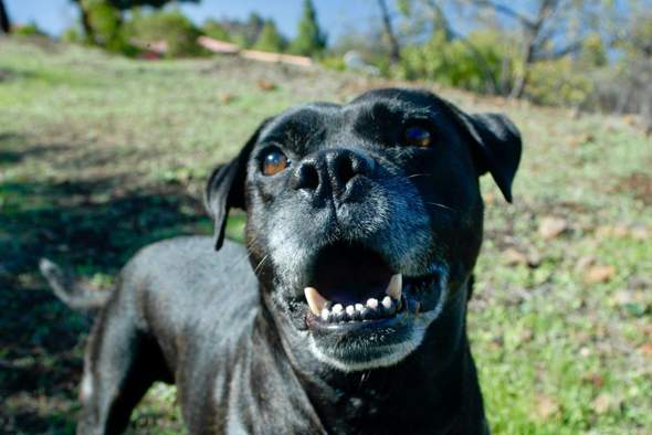 - (Hund, Katze)