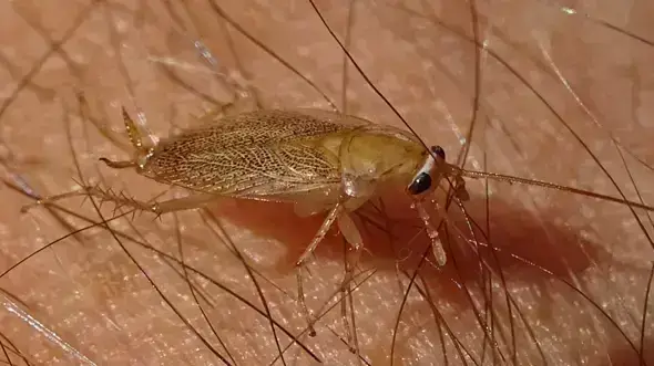 - (Insekten, Ungeziefer, Käfer)