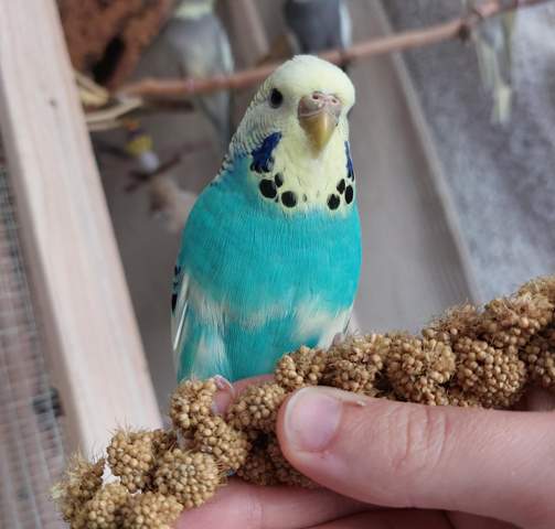 - (Tierhaltung, Wellensittich, Wellensittichhaltung)