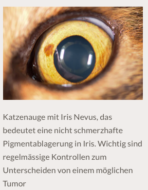 - (Medizin, Katze, Entzündung)