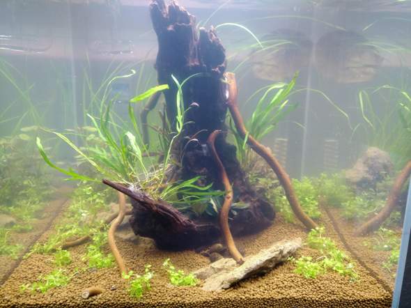 - (Aquarium, Besatz)