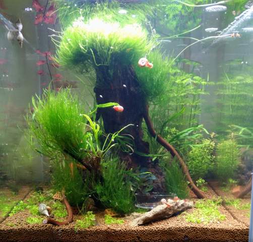 - (Aquarium, Besatz)