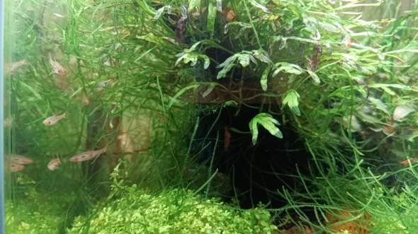 - (Aquarium, Besatz)
