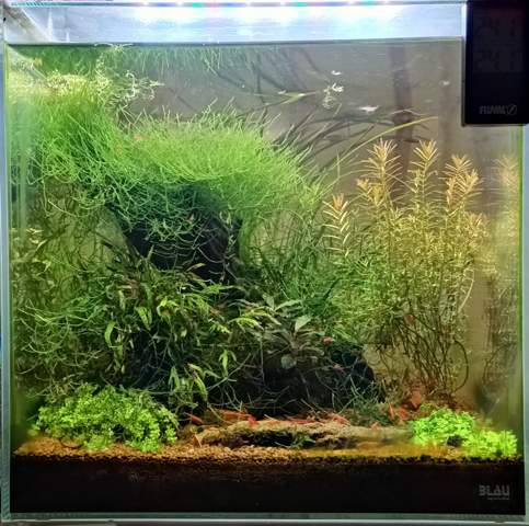 - (Aquarium, Besatz)