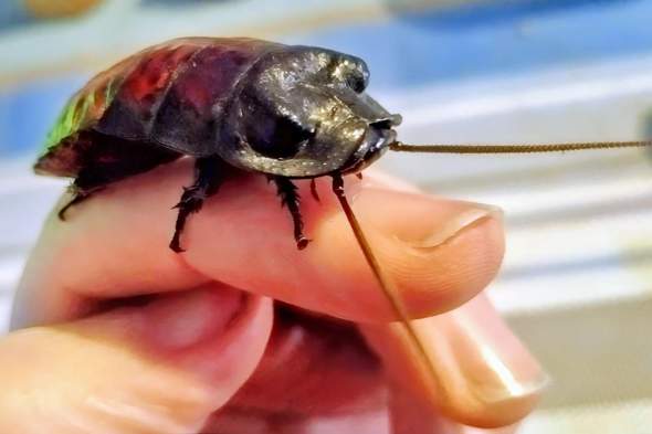 - (Insekten, Schädlinge, Ungeziefer)