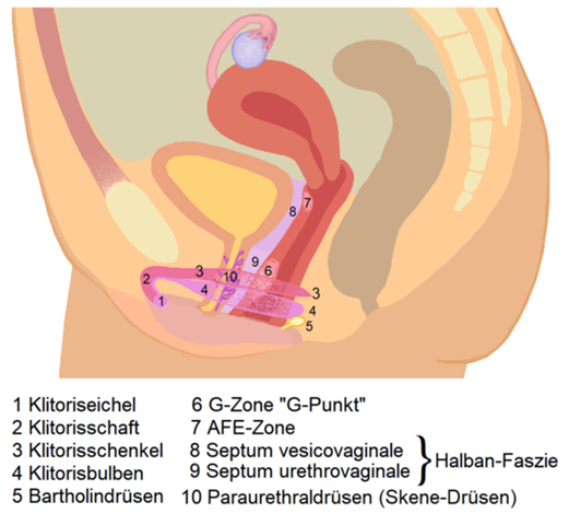 - (Frauen, Sexualität, Penis)
