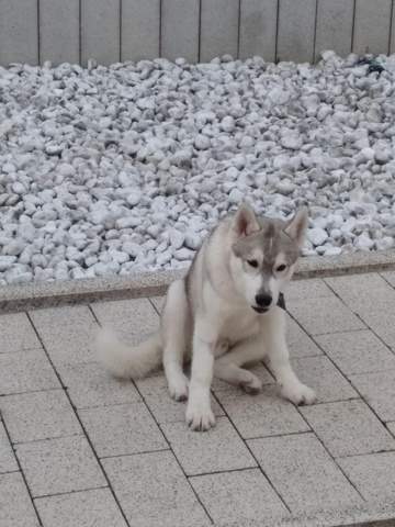 - (Hundehaltung, Hunderasse, Husky)