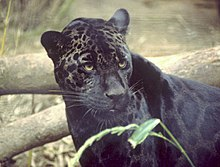 - (Tiere, Wildtiere, panther)