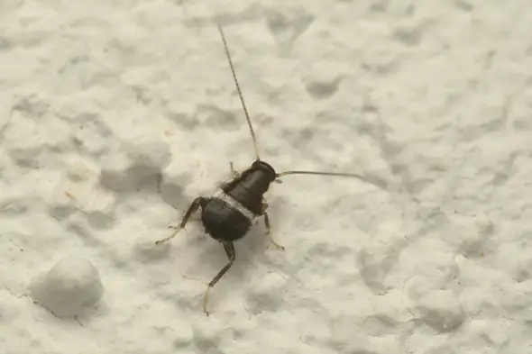 - (Insekten, Schädlinge, Ungeziefer)