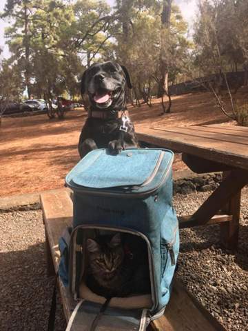 - (Hund, Kater, Katzenhaltung)