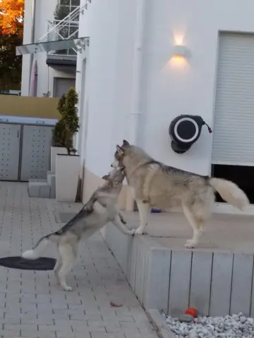- (Psychologie, Hund, Katze)