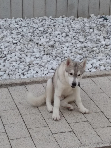 - (Psychologie, Hund, Katze)