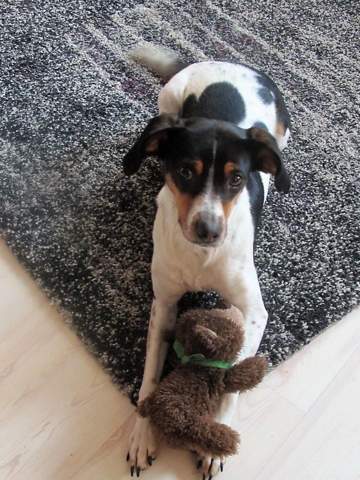 - (Tierschutz, Rasse, Hunderasse)