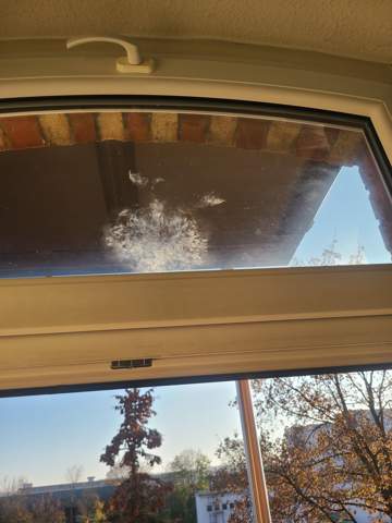 - (Vögel, Vogelschlag)