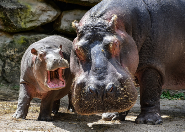 - (Tierhaltung, Lieblingstier)