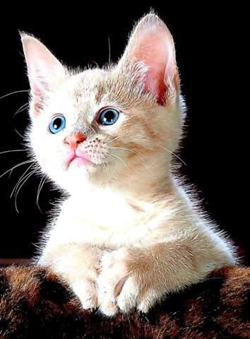 - (Tiere, Hund, Katze)