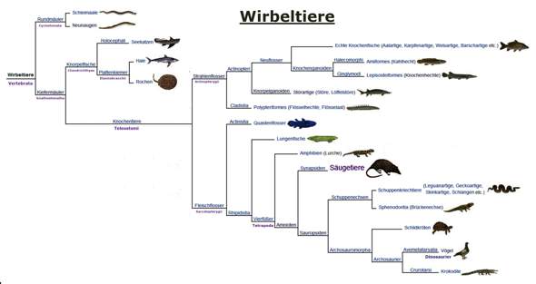 - (Aquarium, Aquariumfische)