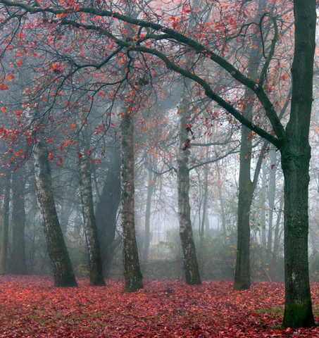 - (Nebel, nebelig)