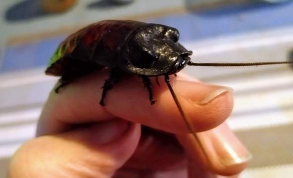 - (Biologie, Insekten, Tierhaltung)