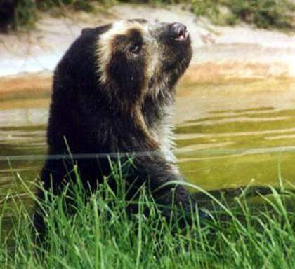 - (Wald, Wildtiere, Bär)