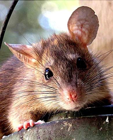 - (Gesundheit, Maus, Haltung)