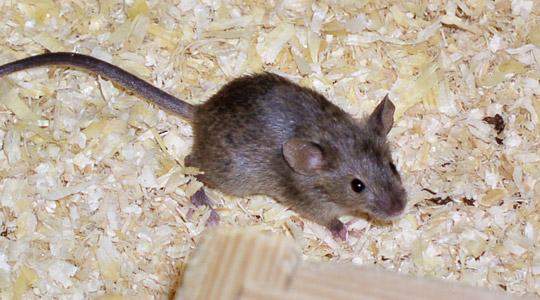 - (Gesundheit, Maus, Futter)