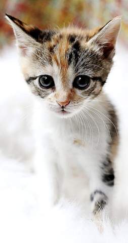 - (Hund, Katze, Haustiere)