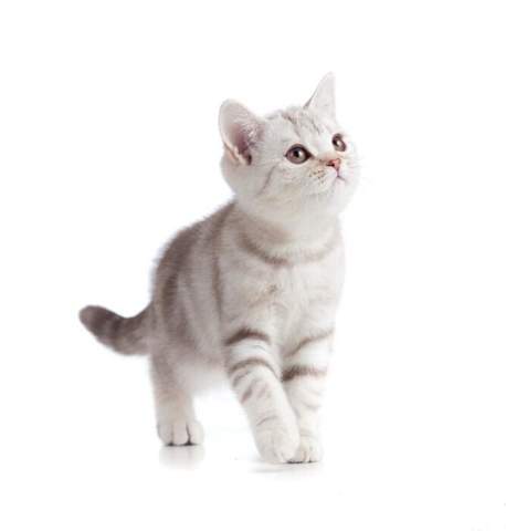 - (Hund, Katze, Haustiere)
