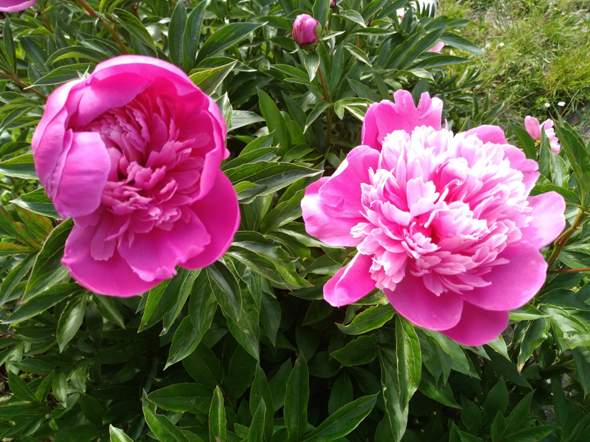 - (Pflanzen, Blumen)