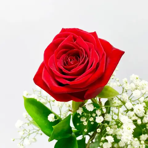 - (Pflanzen, Blumen)
