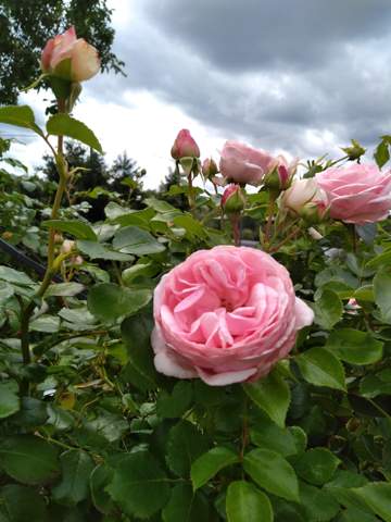 - (Sommer, Hitze)