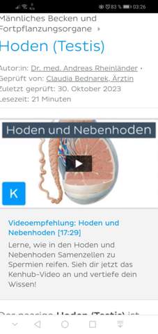 - (Männer, Penis, Hoden)