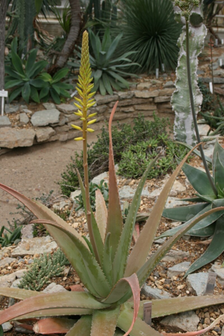 - (Zimmerpflanzen, Pflanzenbestimmung, Aloe Vera)