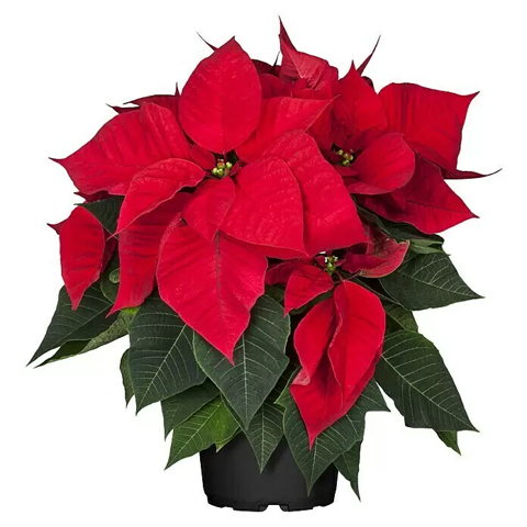 - (Weihnachten, Blumen, Botanik)