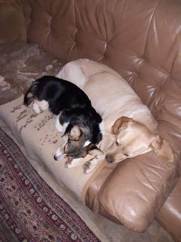 - (Hundeerziehung, Hundehaltung)