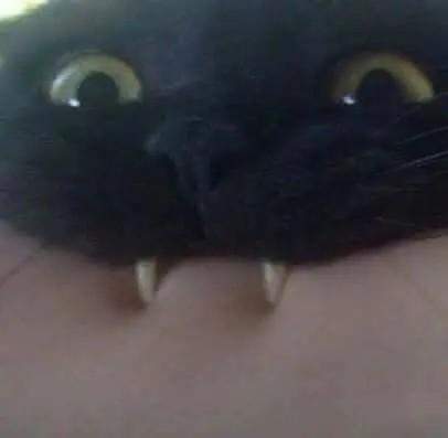 - (Hund, Kater)