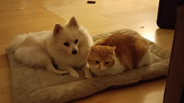 - (Hund, Kater)
