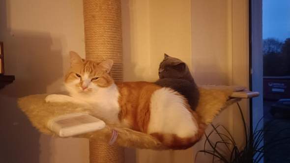 - (Hund, Kater)