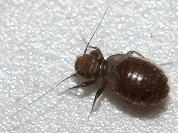 - (Insekten, Schädlinge, Ungeziefer)