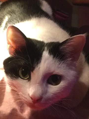 - (Hund, Katze, Tierhaltung)