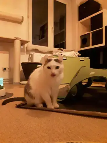 - (Katzenjunges, Hauskatze, Britisch Kurzhaar)