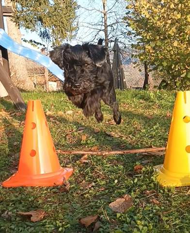 - (Tierhaltung, Hundeerziehung, Hundehaltung)
