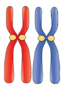 - (Biologie, Bio, Genetik)