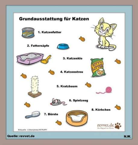 - (Katze, Katzenjunges, Tiermedizin)