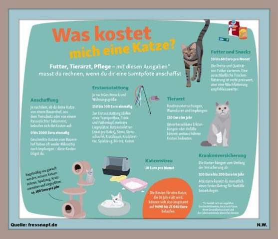 - (Katze, Katzenjunges, Tiermedizin)