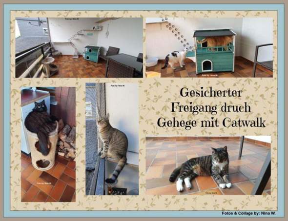 - (Gesundheit, Kater, Tierhaltung)