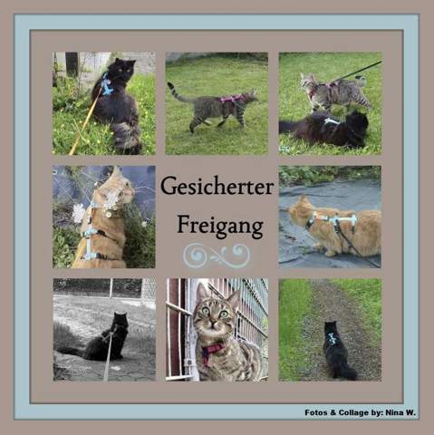 - (Gesundheit, Kater, Tierhaltung)