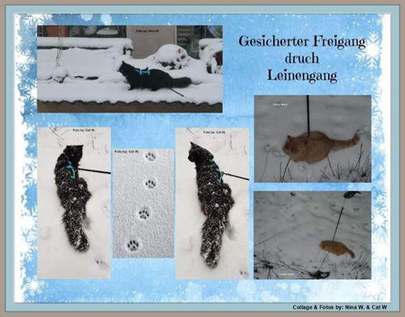 - (Gesundheit, Kater, Tierhaltung)
